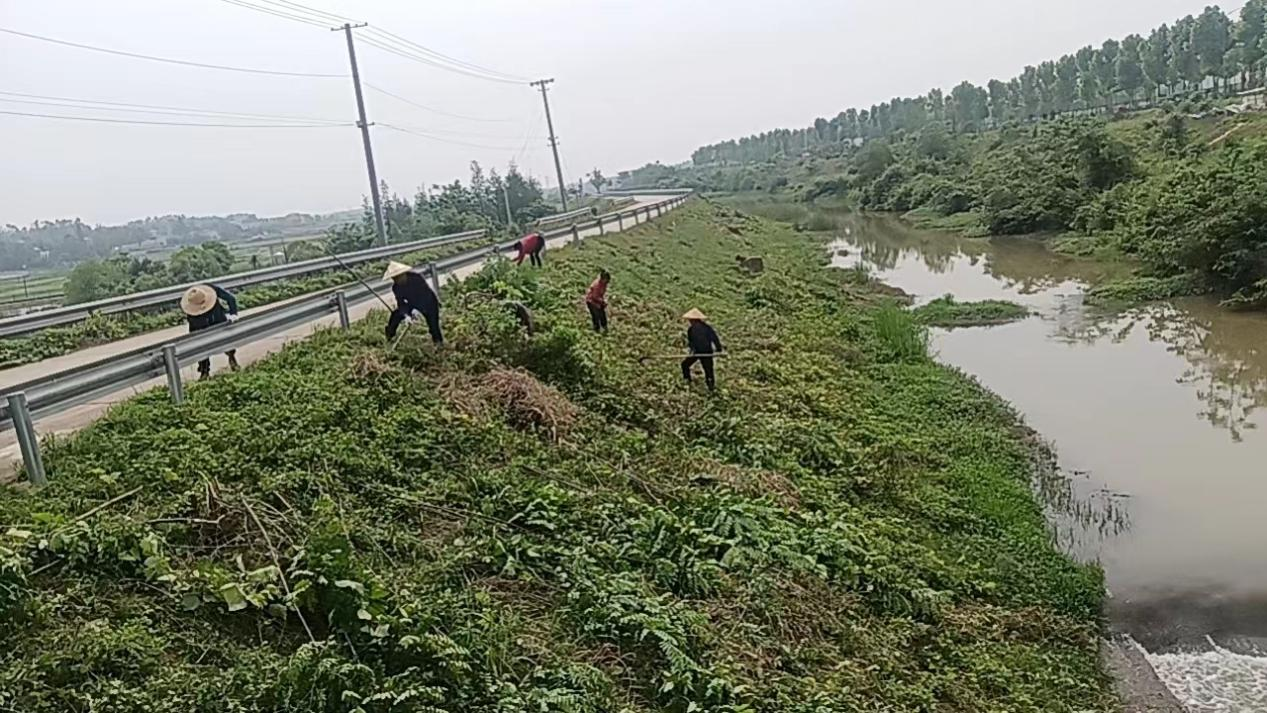 天博电竞网站河流保洁除草忙 保护绿水与青山(图1)